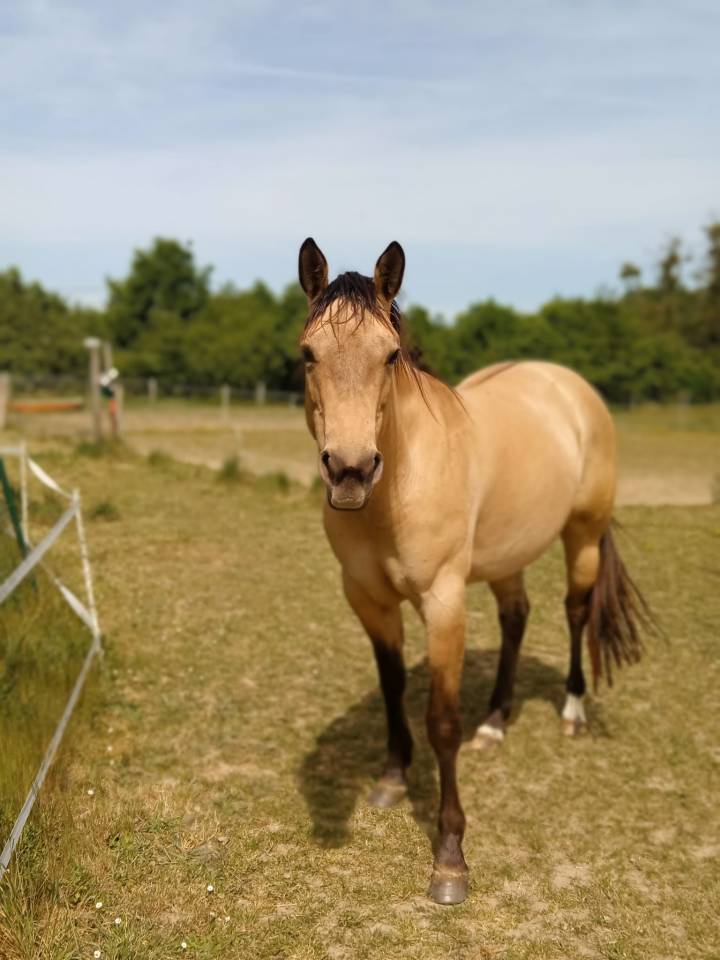 Belle jument quater horse &agrave; d&eacute;bourrer 