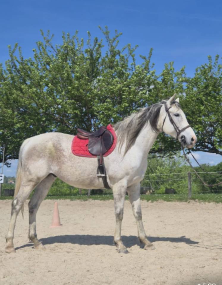 AL BASIR - Cheval &agrave; vendre Pur-sang gris