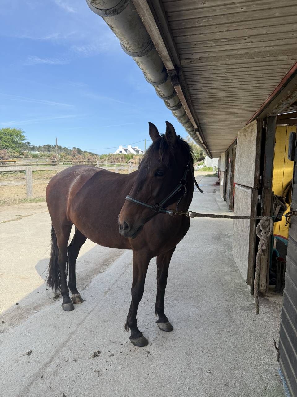&Agrave; vendre &ndash; Jument Lusitanienne 9 ans 