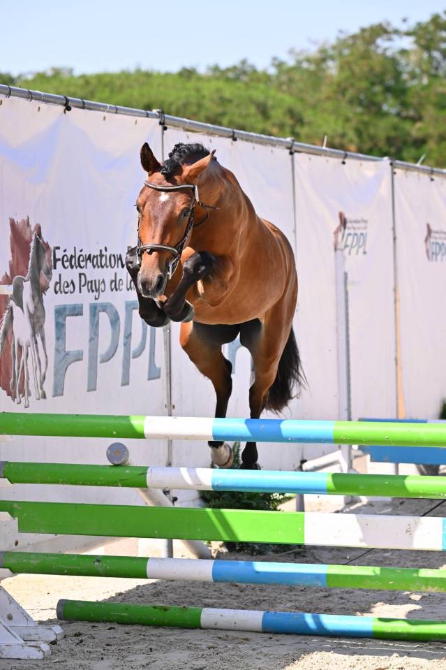 Oslo du Croissel - Hongre PFS