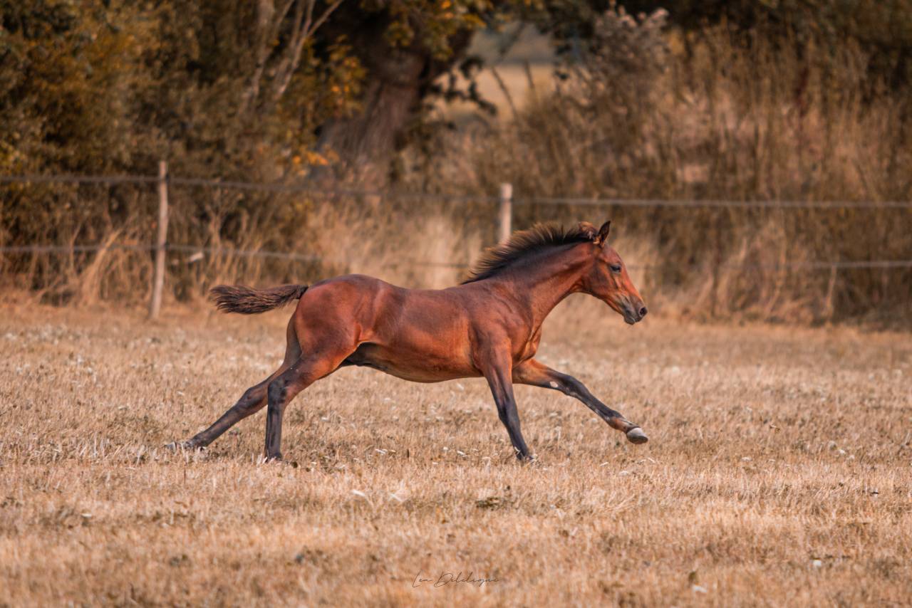 Palerme du Croissel  Male PFS