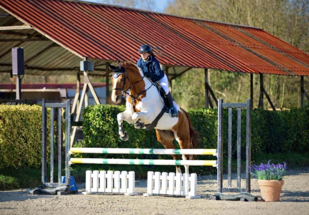 Vente cheval pie