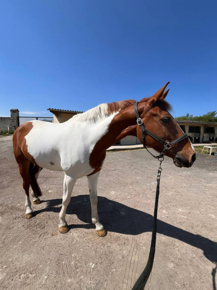 Vente cheval pie