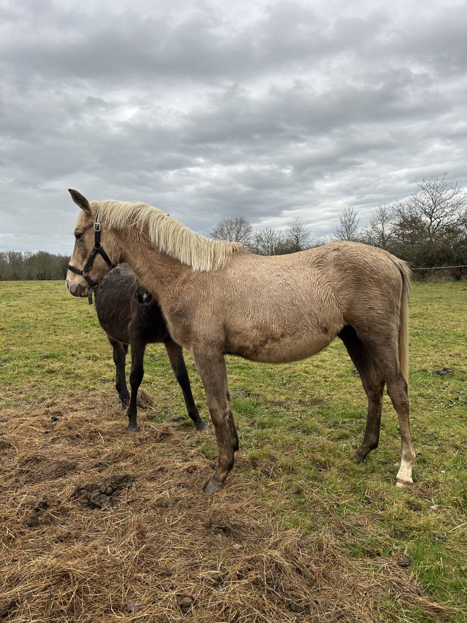 Pouliche palomino 2 ans &ndash; gentille, bien manipul&eacute;e