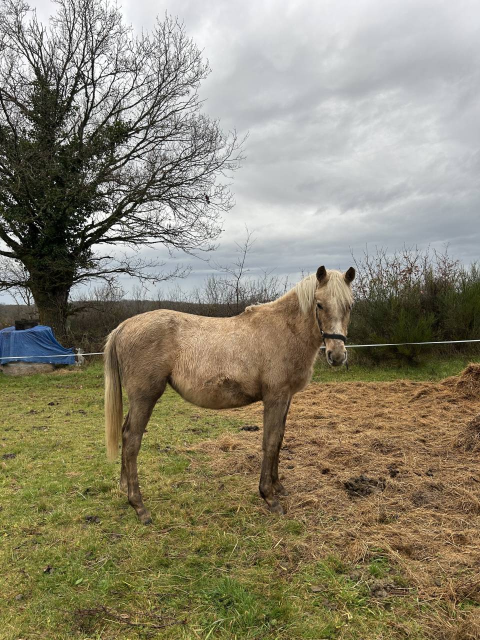 Pouliche palomino 2 ans &ndash; gentille, bien manipul&eacute;e