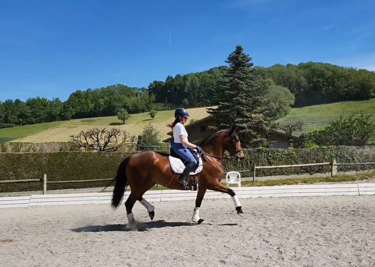 Joya - Jument PRE 6 ans