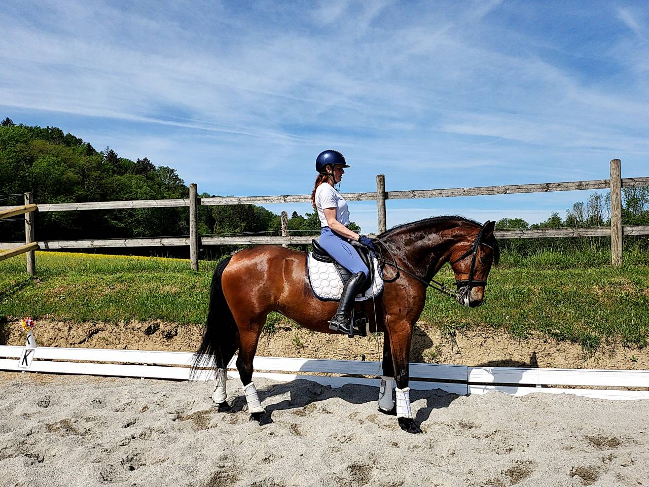 Joya - Jument PRE 6 ans