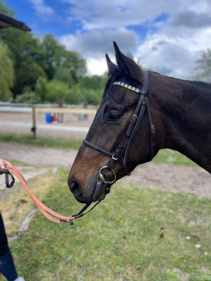 &Agrave; vendre &ndash; Pur-sang r&eacute;form&eacute; des courses &ndash; 4 ans