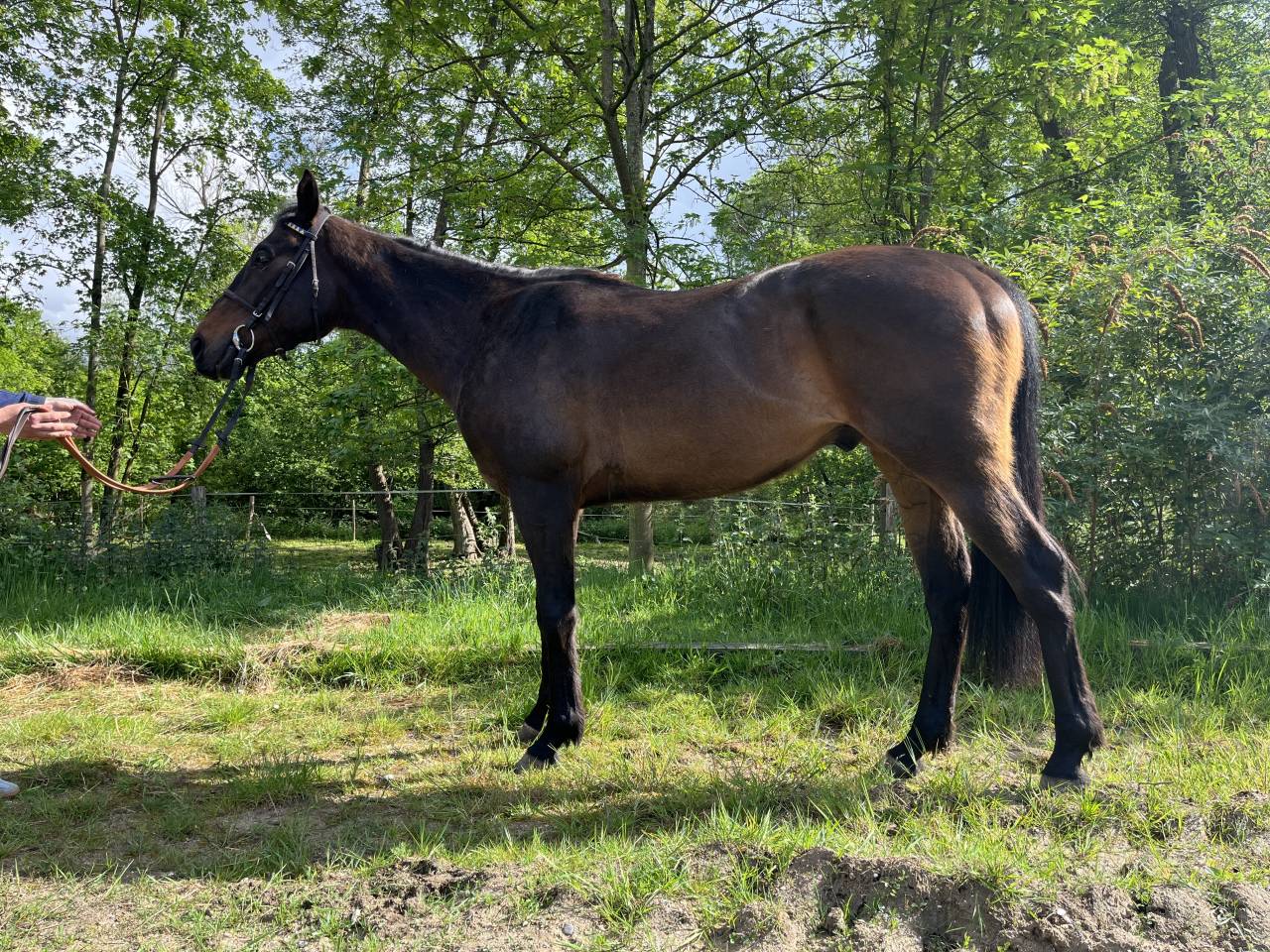 &Agrave; vendre &ndash; Pur-sang r&eacute;form&eacute; des courses &ndash; 4 ans