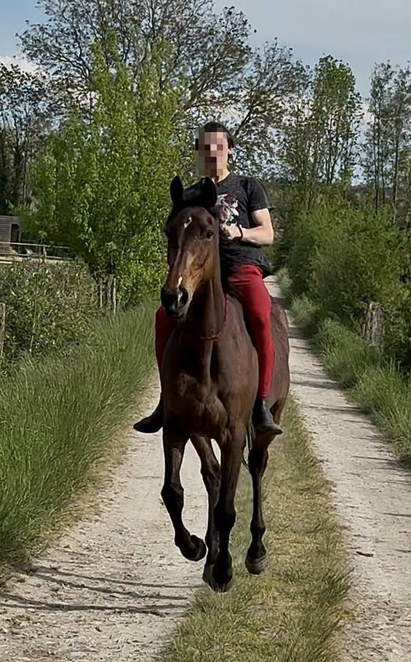 Jument 4 ans