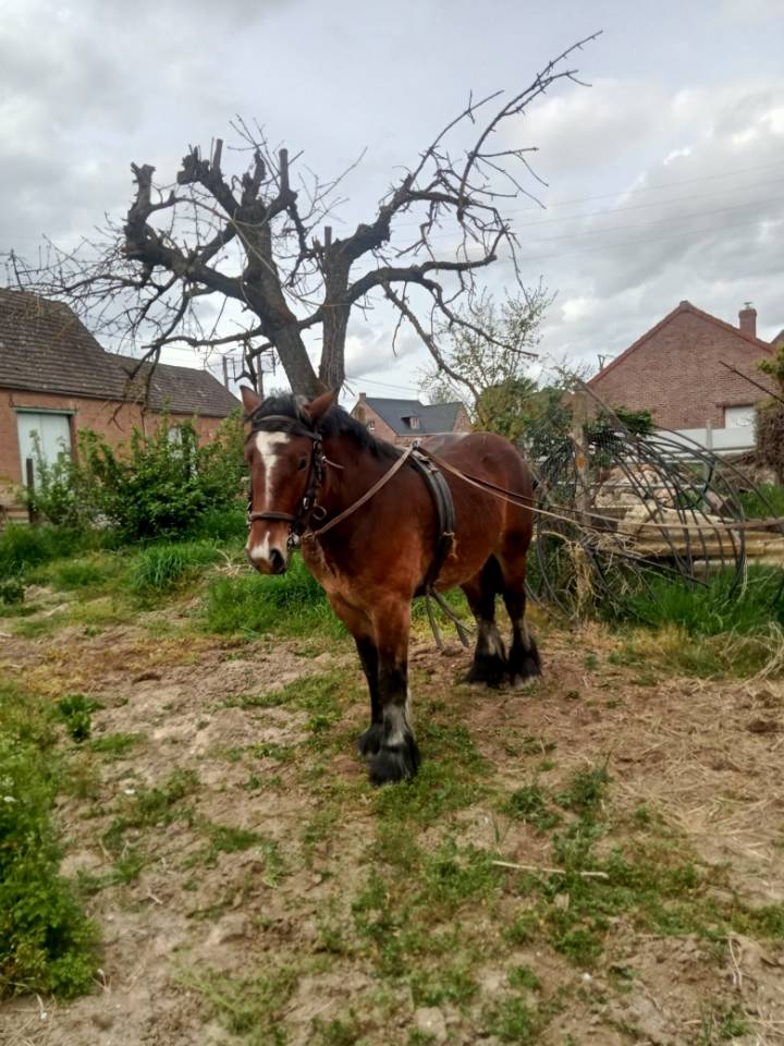 Cheval castr&eacute; de 2 ans trait 