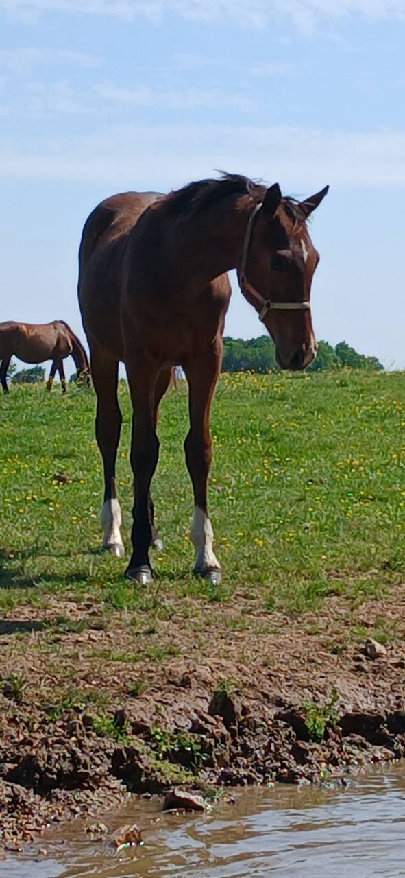 Foal selle fran&ccedil;ais