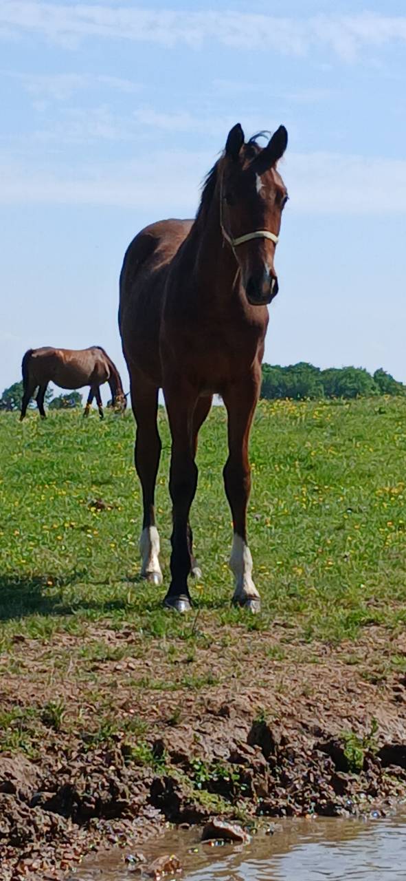 Foal selle fran&ccedil;ais
