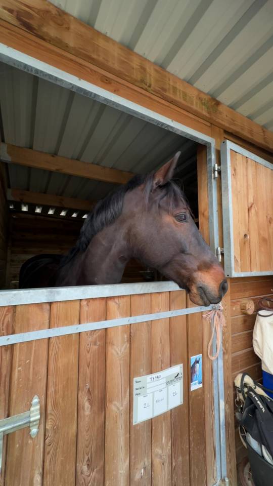 Ponette top potentiel 