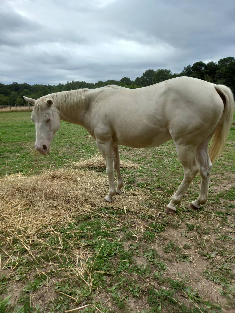 Jument paint horse 