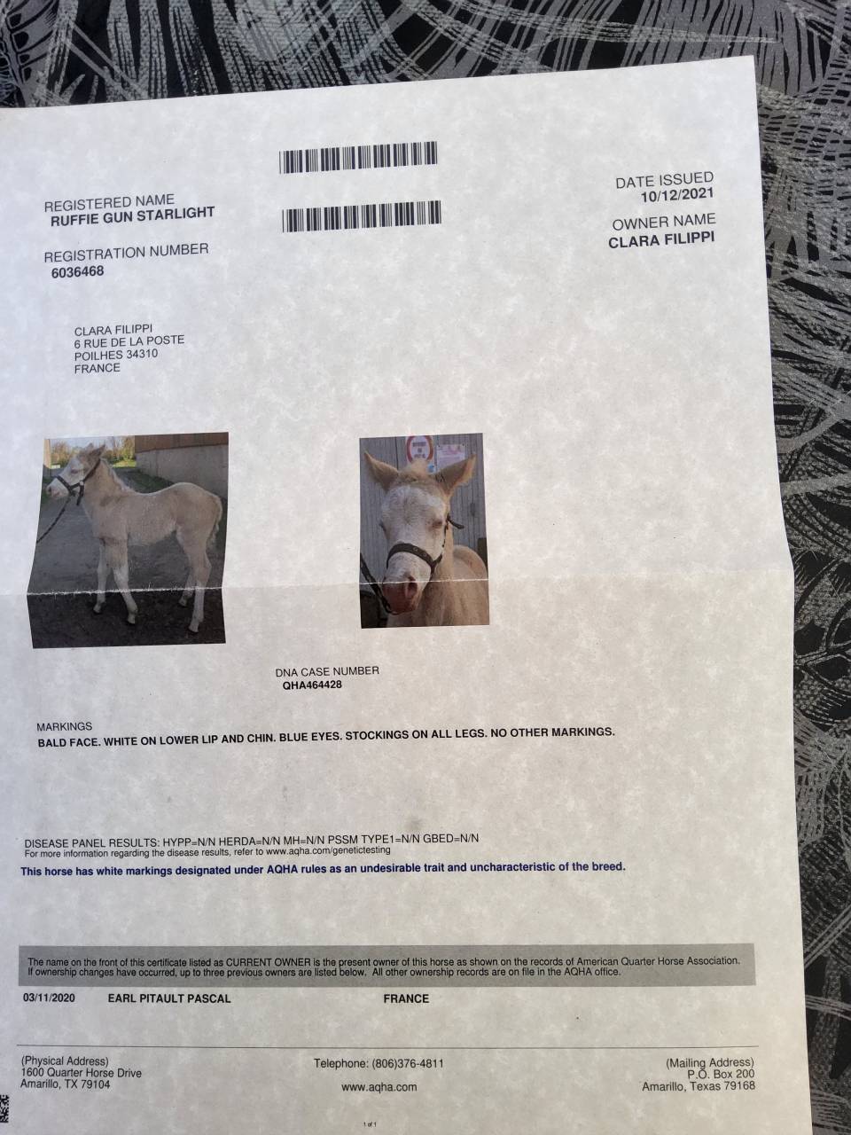 Jument paint horse 