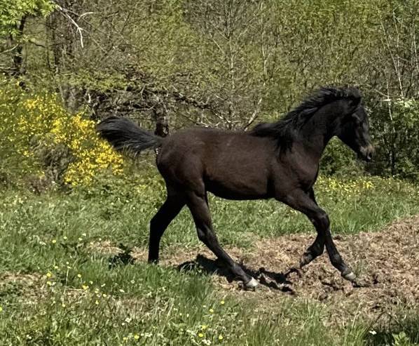 Superbe pur sang arabe noir