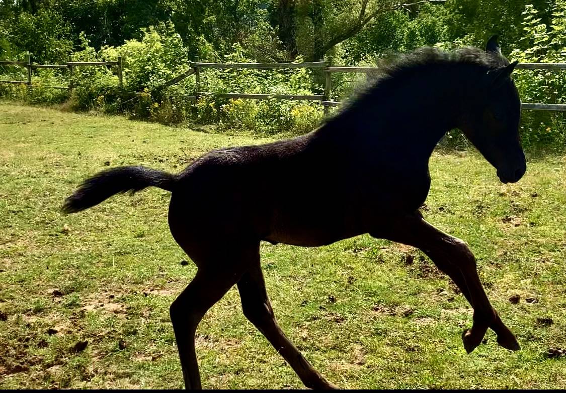 Superbe pur sang arabe noir