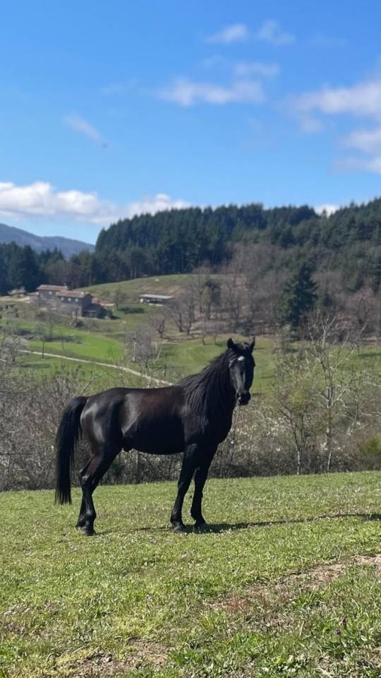 Superbe pur sang arabe noir