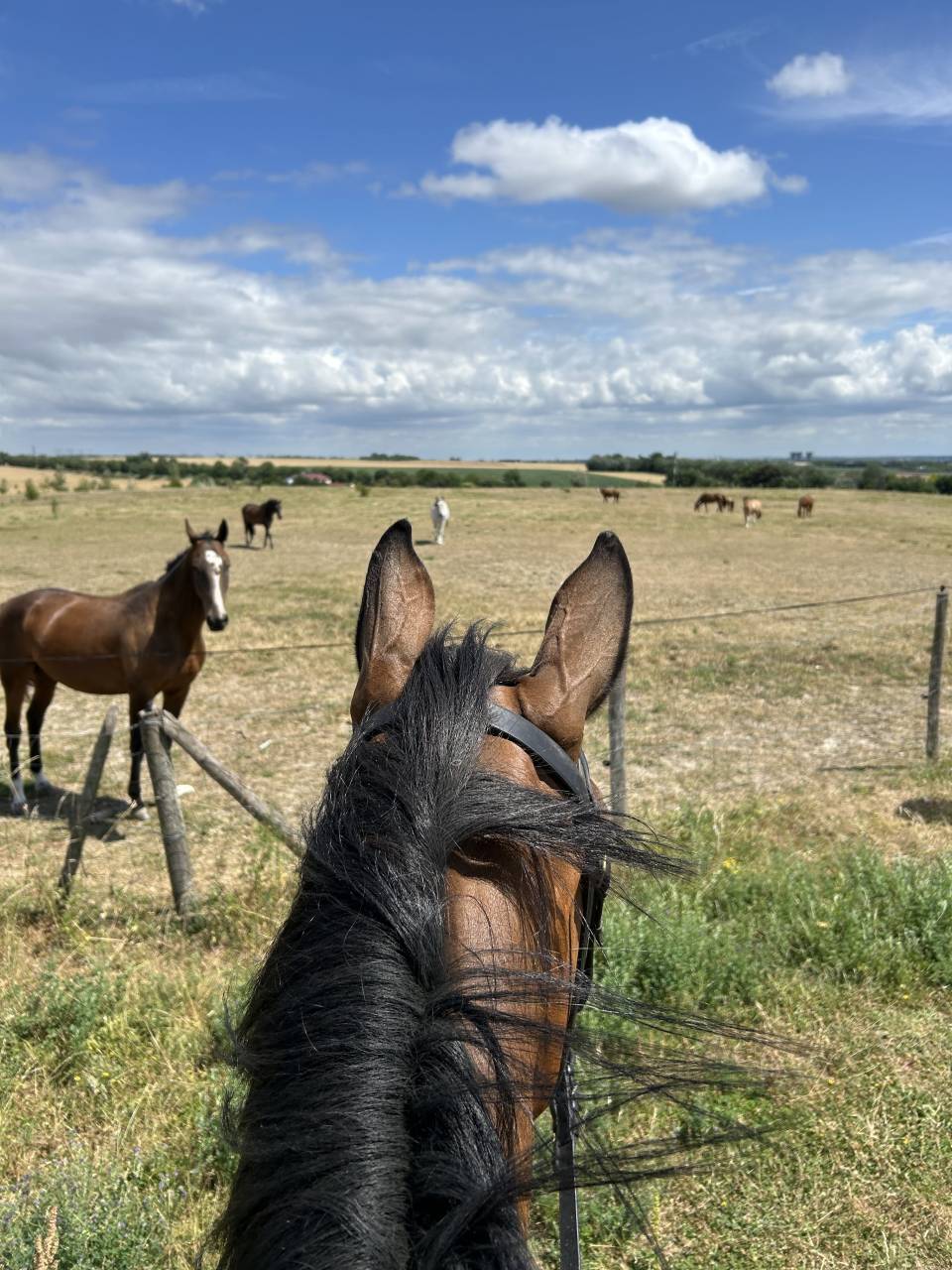 Pensions chevaux Paris 
