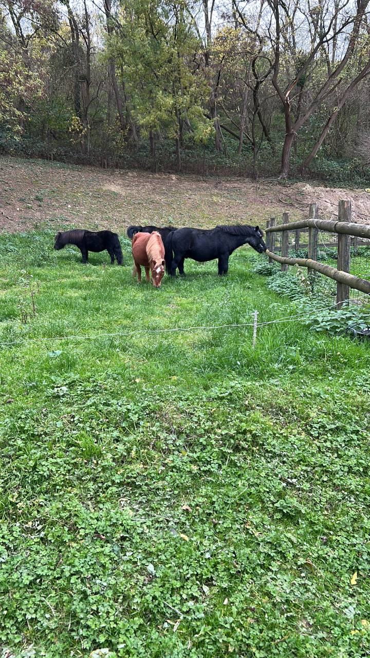Pensions chevaux Paris 
