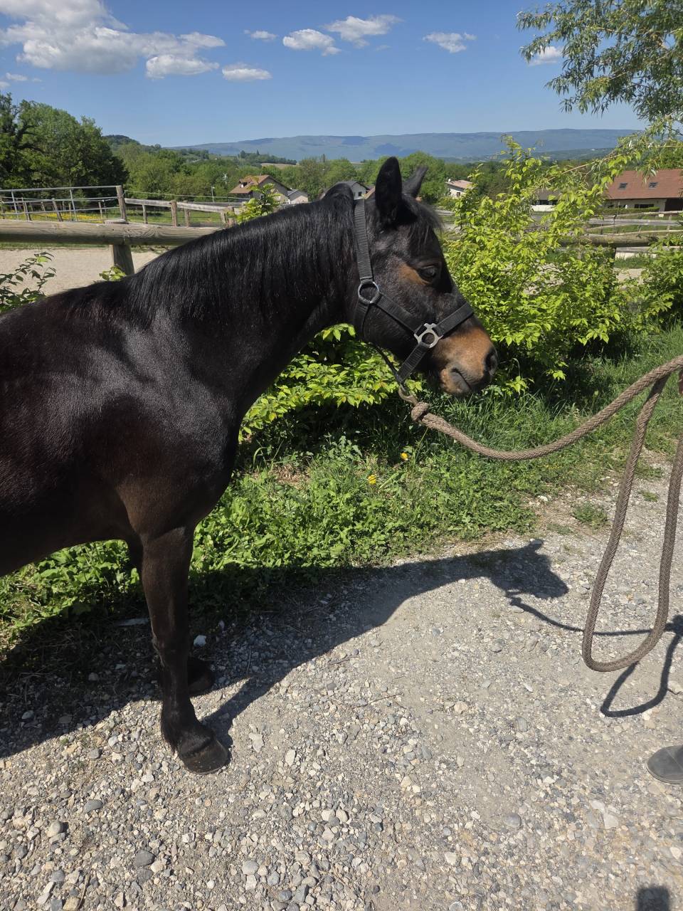 A vendre - Cheyenne Ponette de 14 ans pour loisirs