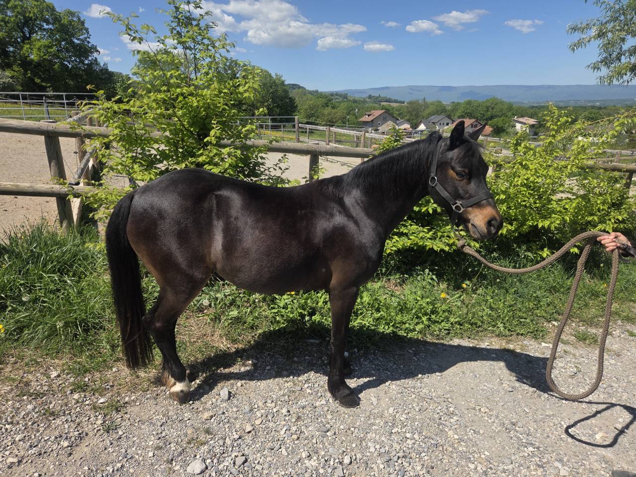A vendre - Cheyenne Ponette de 14 ans pour loisirs