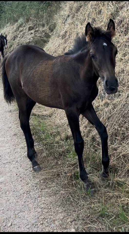 Tr&egrave;s belle pouliche pur sang arabe noire
