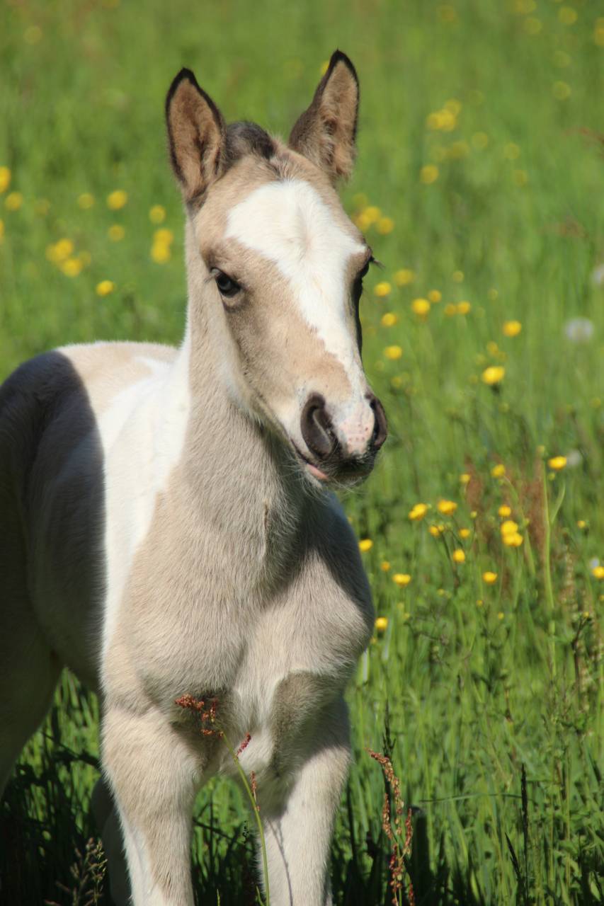 Connemara part bred Tobiano Isabelle Silver