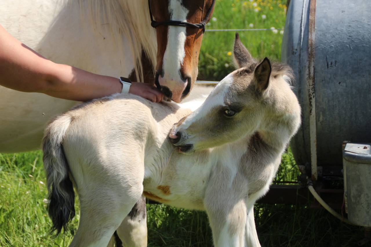 Connemara part bred Tobiano Isabelle Silver