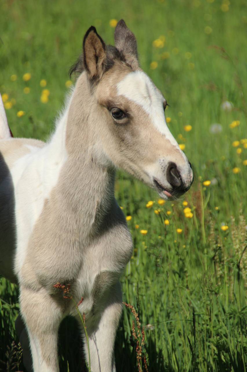 Connemara part bred Tobiano Isabelle Silver