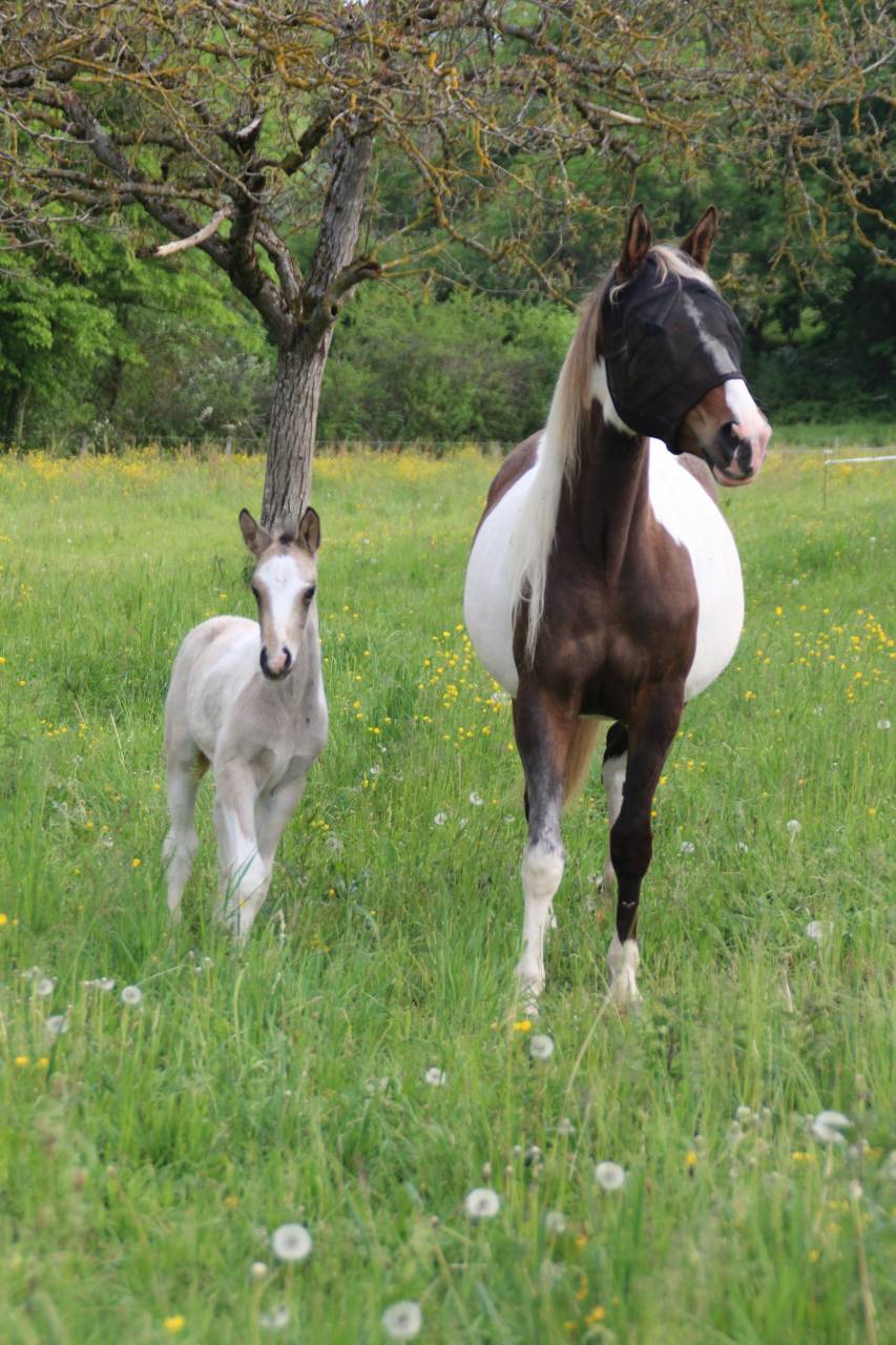 Connemara part bred Tobiano Isabelle Silver