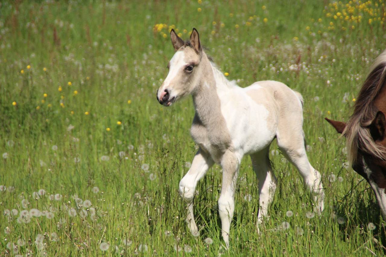 Connemara part bred Tobiano Isabelle Silver