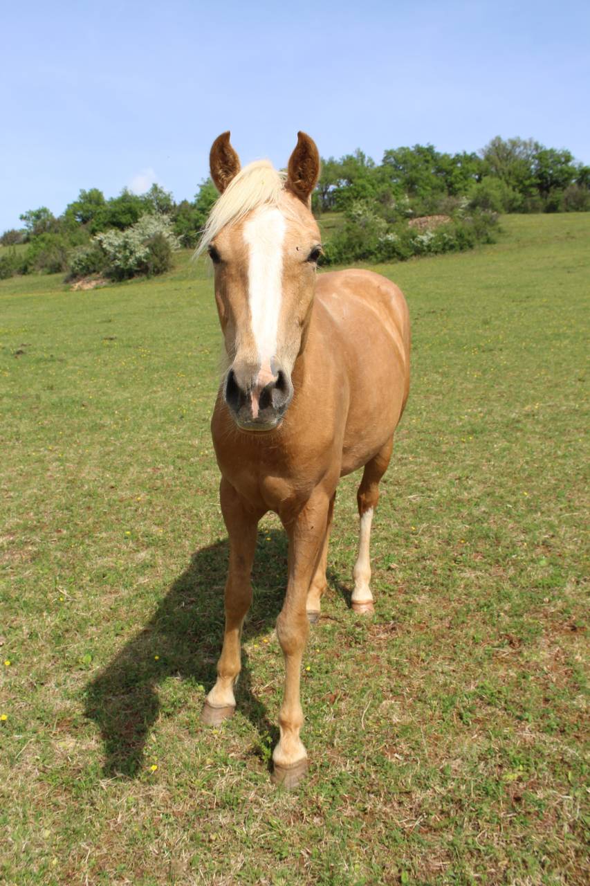 Jument Palomino d'ext&eacute;rieur de 2022