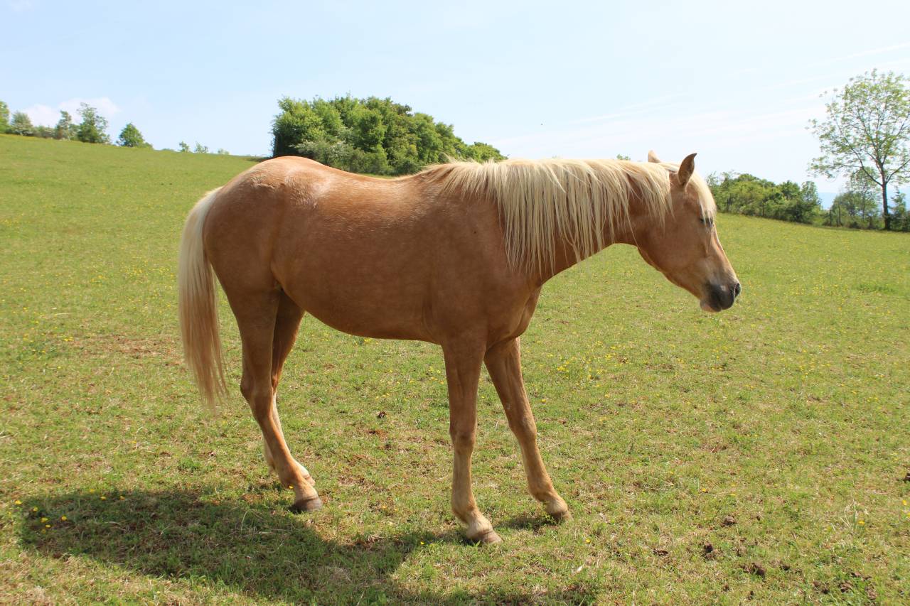 Jument Palomino d'ext&eacute;rieur de 2022