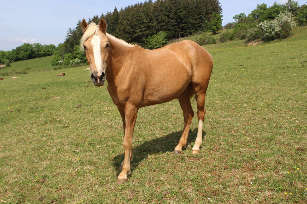 Jument Palomino d'ext&eacute;rieur de 2022