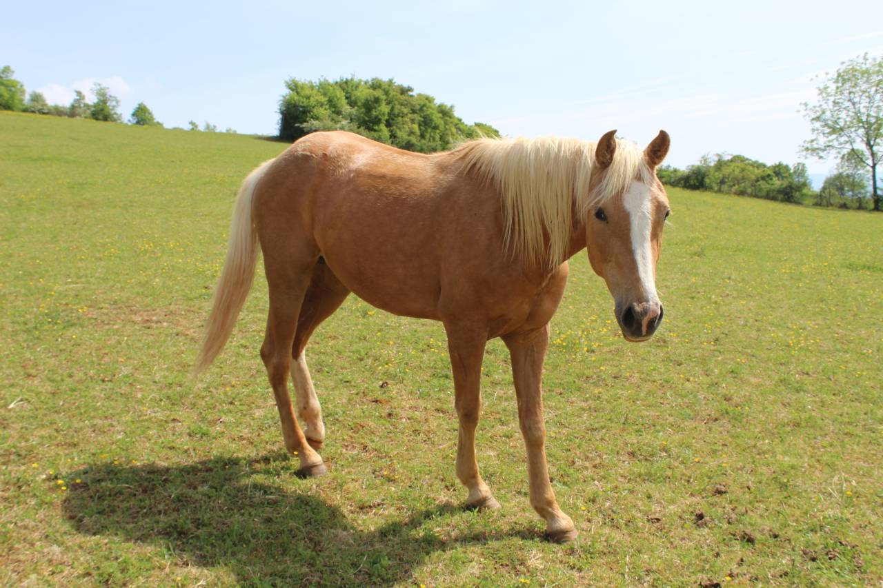 Jument Palomino d'ext&eacute;rieur de 2022