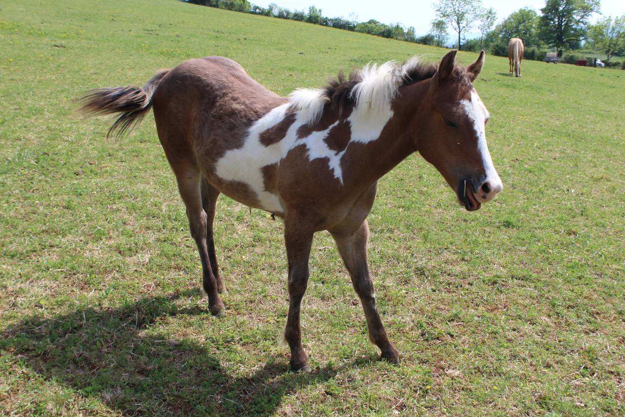 Poulain pie Paint Horse de 2025