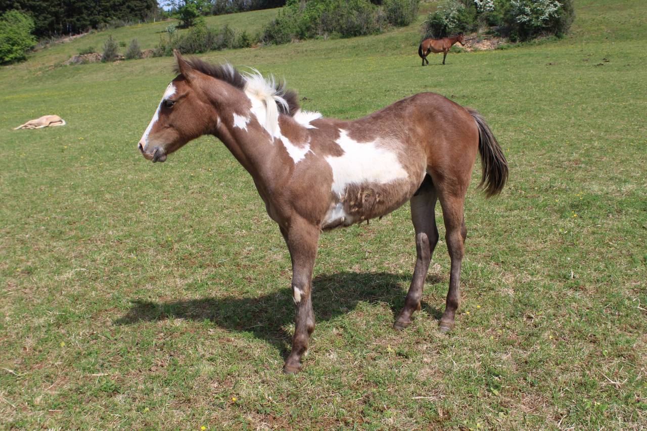 Poulain pie Paint Horse de 2025