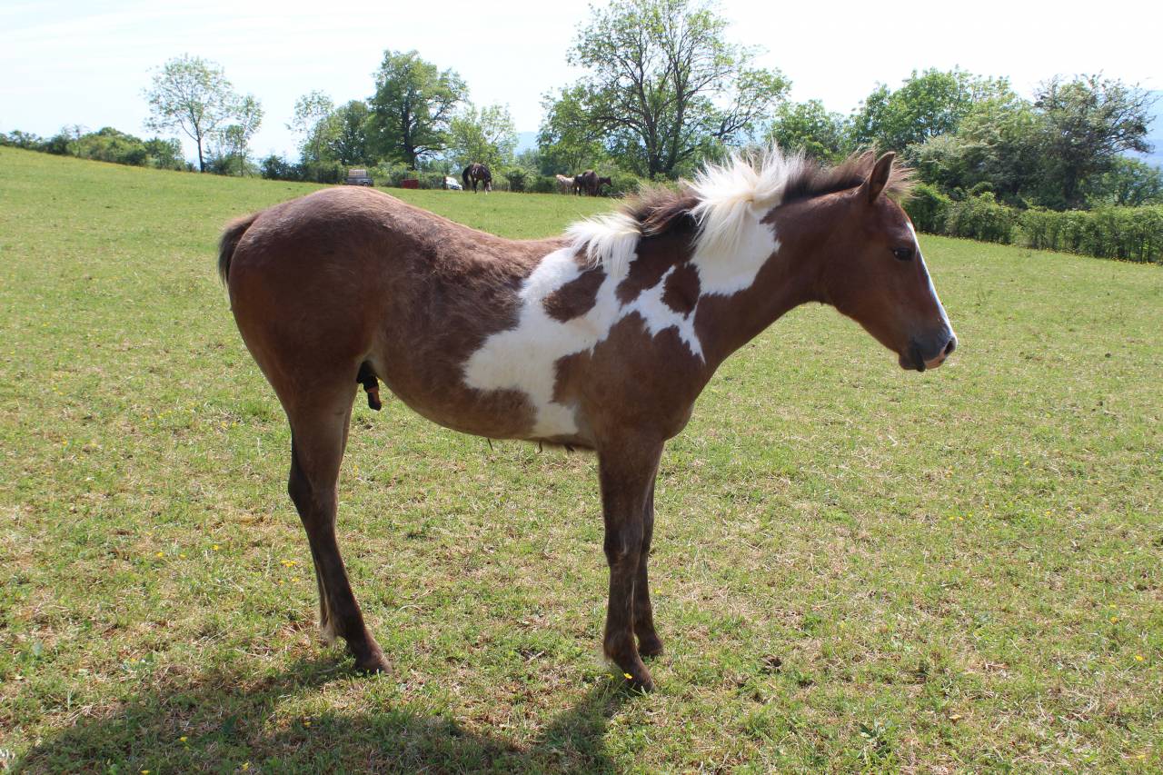 Poulain pie Paint Horse de 2025