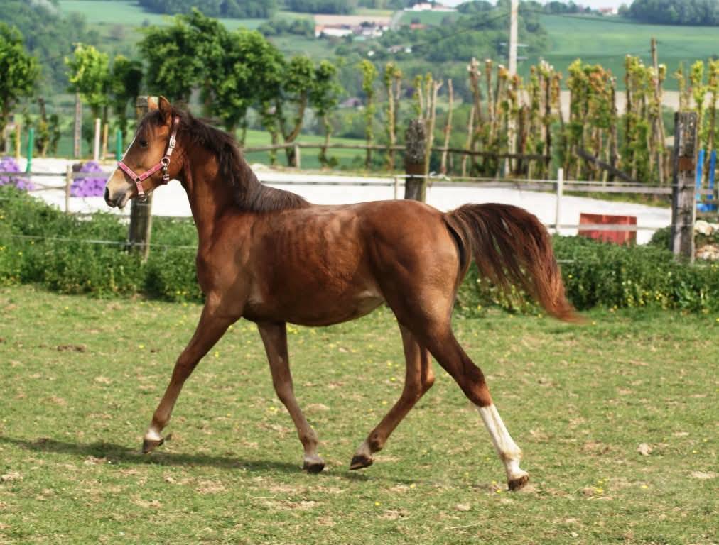 Pouliche PFS origines sport 
