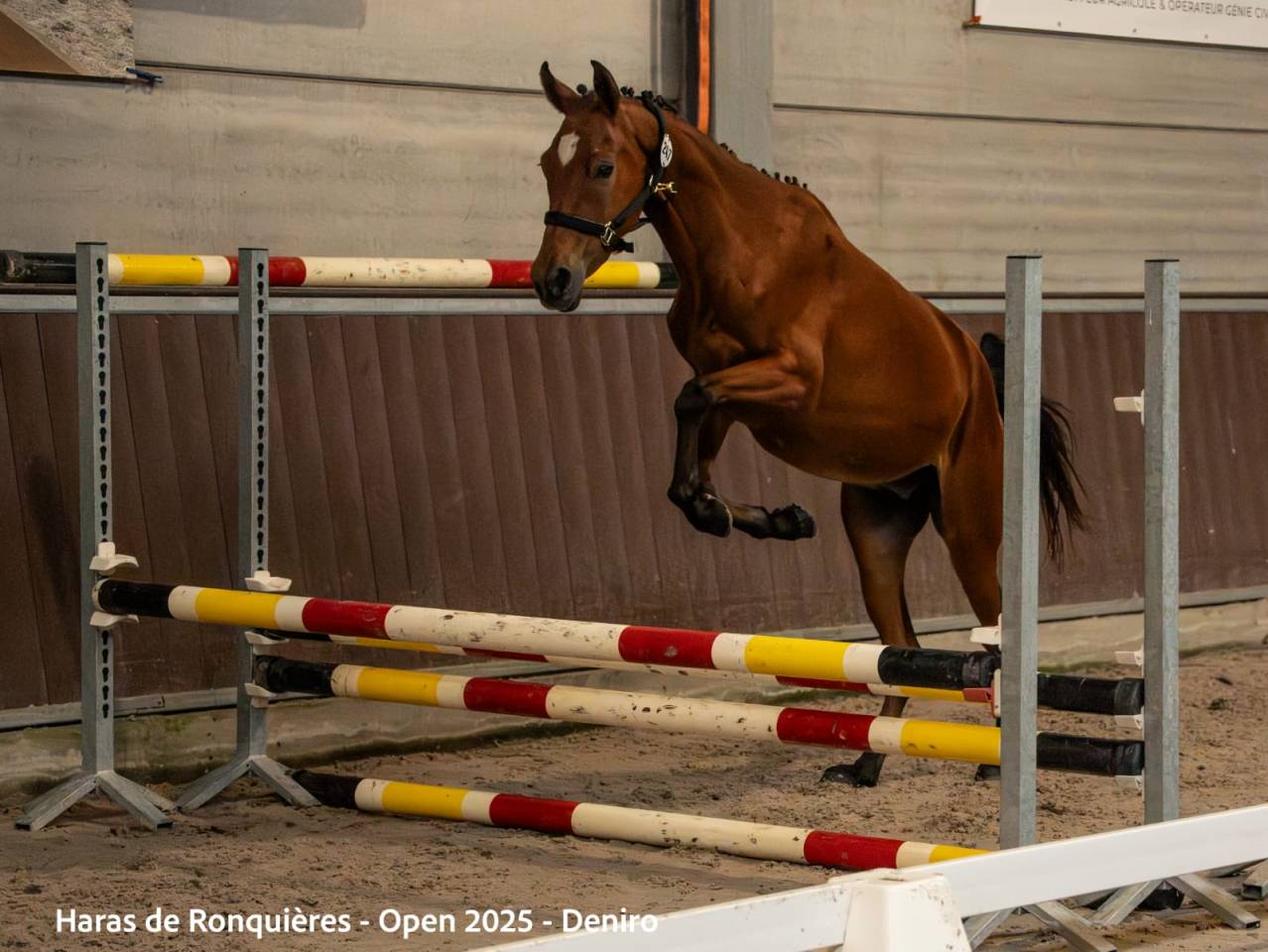 Deniro , jeune cheval d&rsquo;avenir 