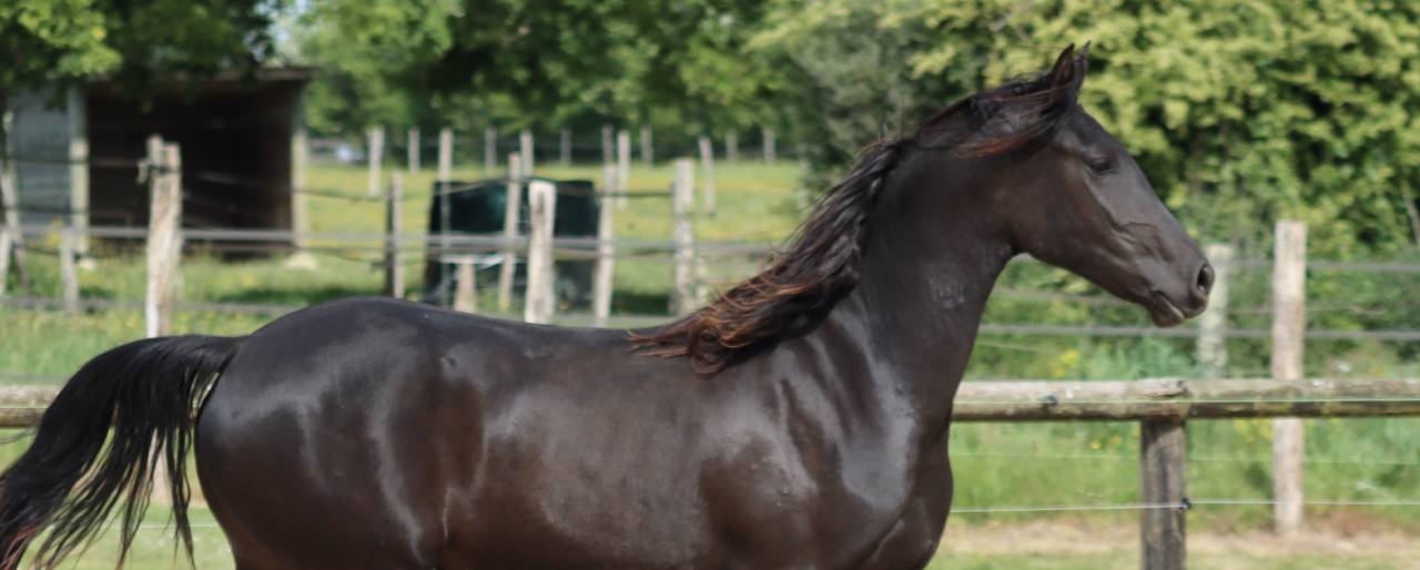 Apollonis Blacknight MGC grande pouliche Arabo-Frison 