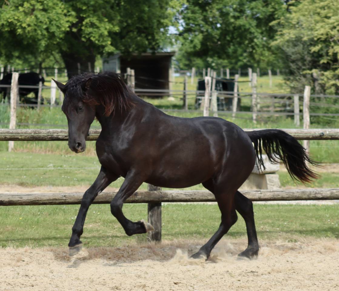 Apollonis Blacknight MGC grande pouliche Arabo-Frison 