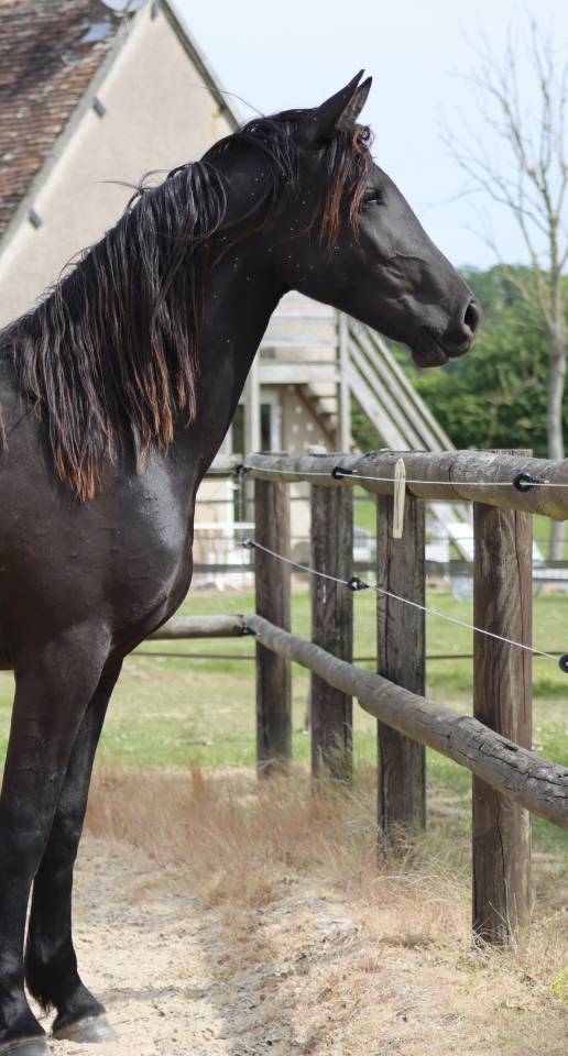 Apollonis Blacknight MGC grande pouliche Arabo-Frison 