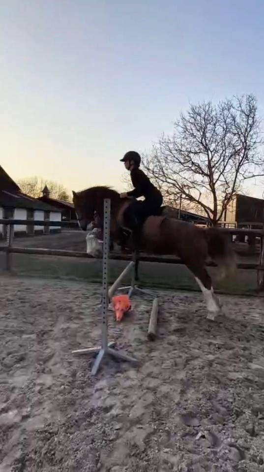 Ponette welsh D PP 4 ans