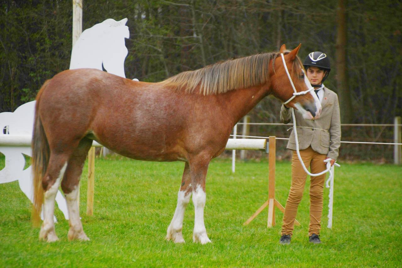Ponette welsh D PP 4 ans