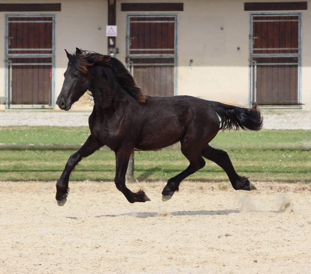 De Neuville Blacknight MGC Pouliche  frisonne a vendre