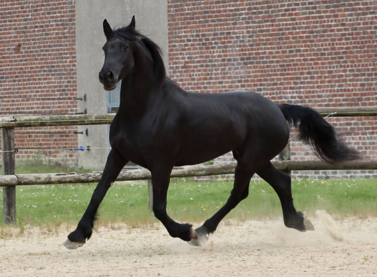 Madline Jument Arabo-Frison  a vendre  14 ans