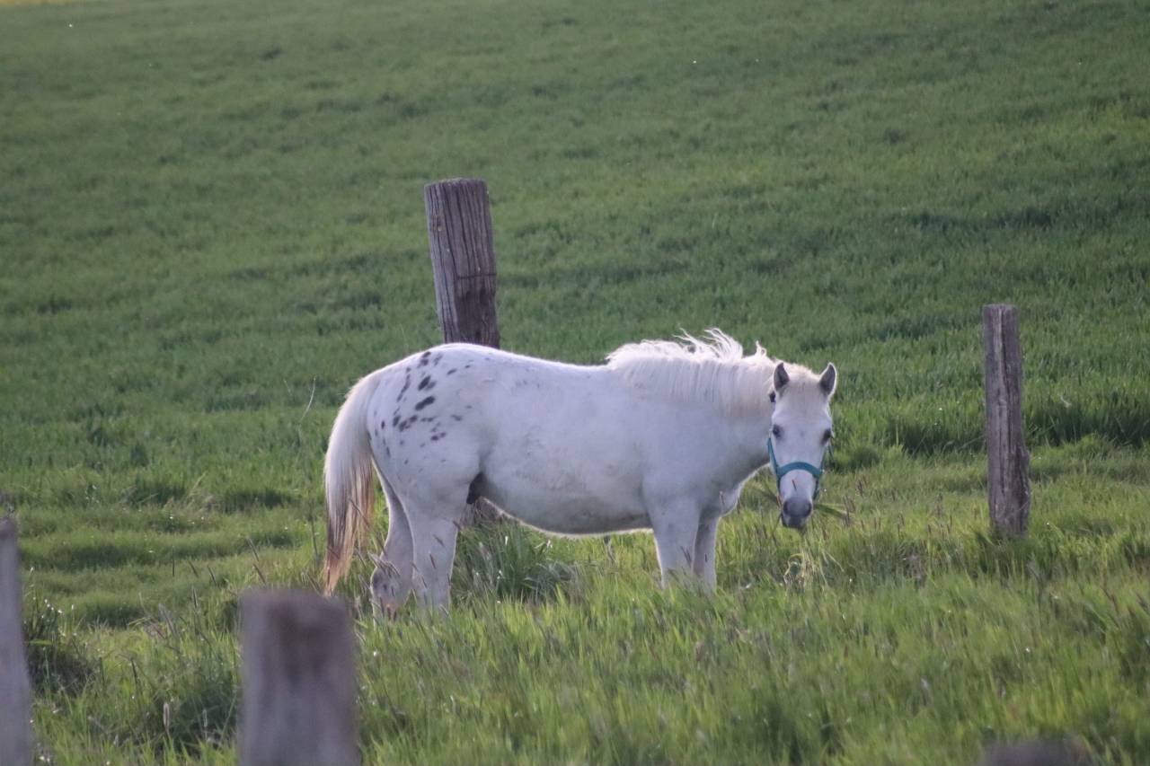 Pension cheval / poney ☺️
